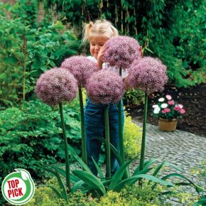 Globemaster Allium
